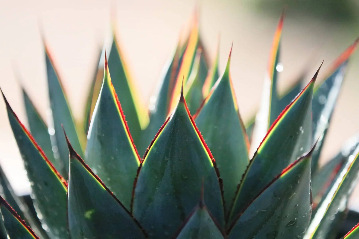 Agave Inulin Cyclists 6 Agave Inulin Benefits for Gut Health, Weight Loss, and More – Bare Bones